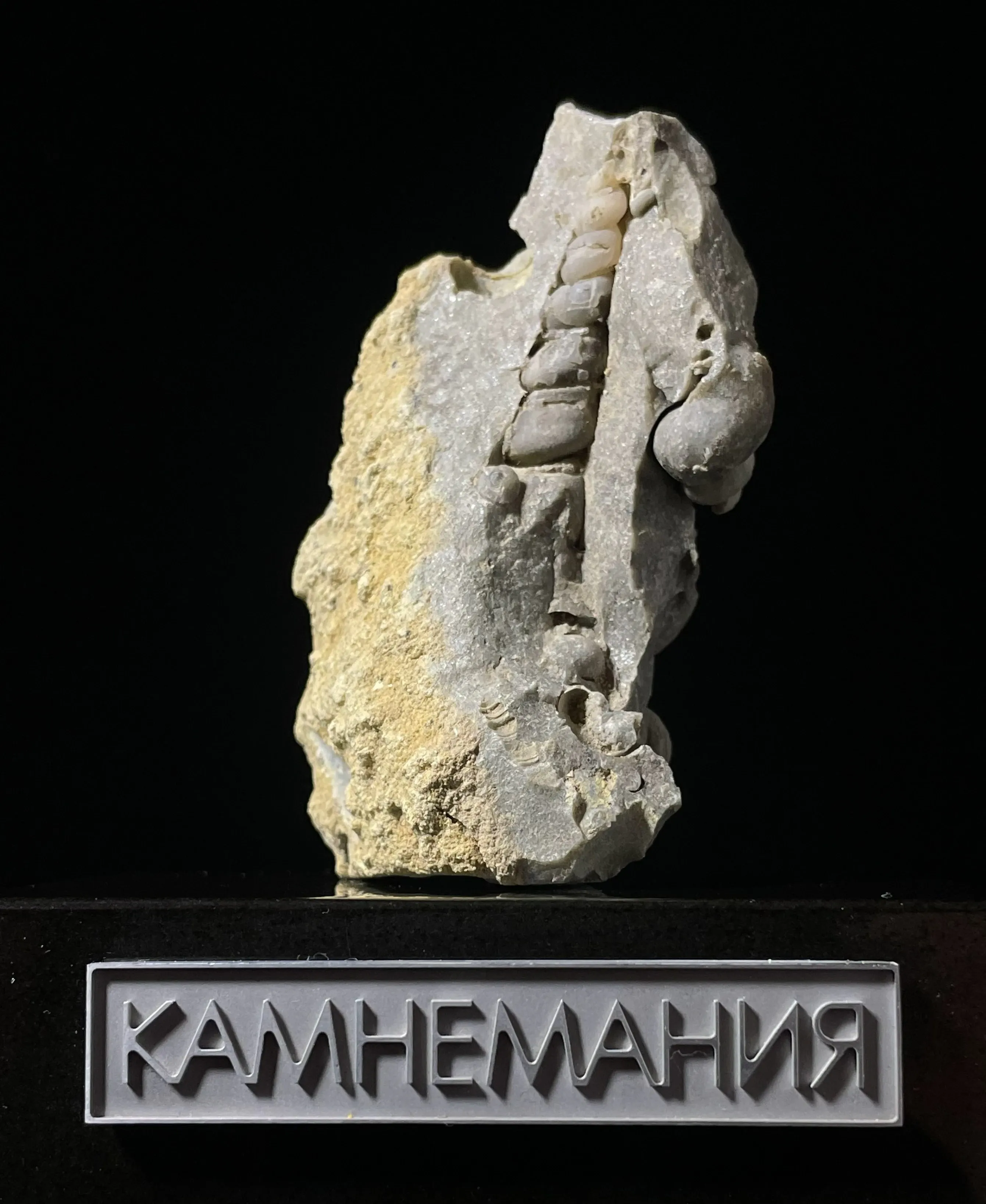 Гастроподы Haustator kamyshinnensis, Tibia volgensis