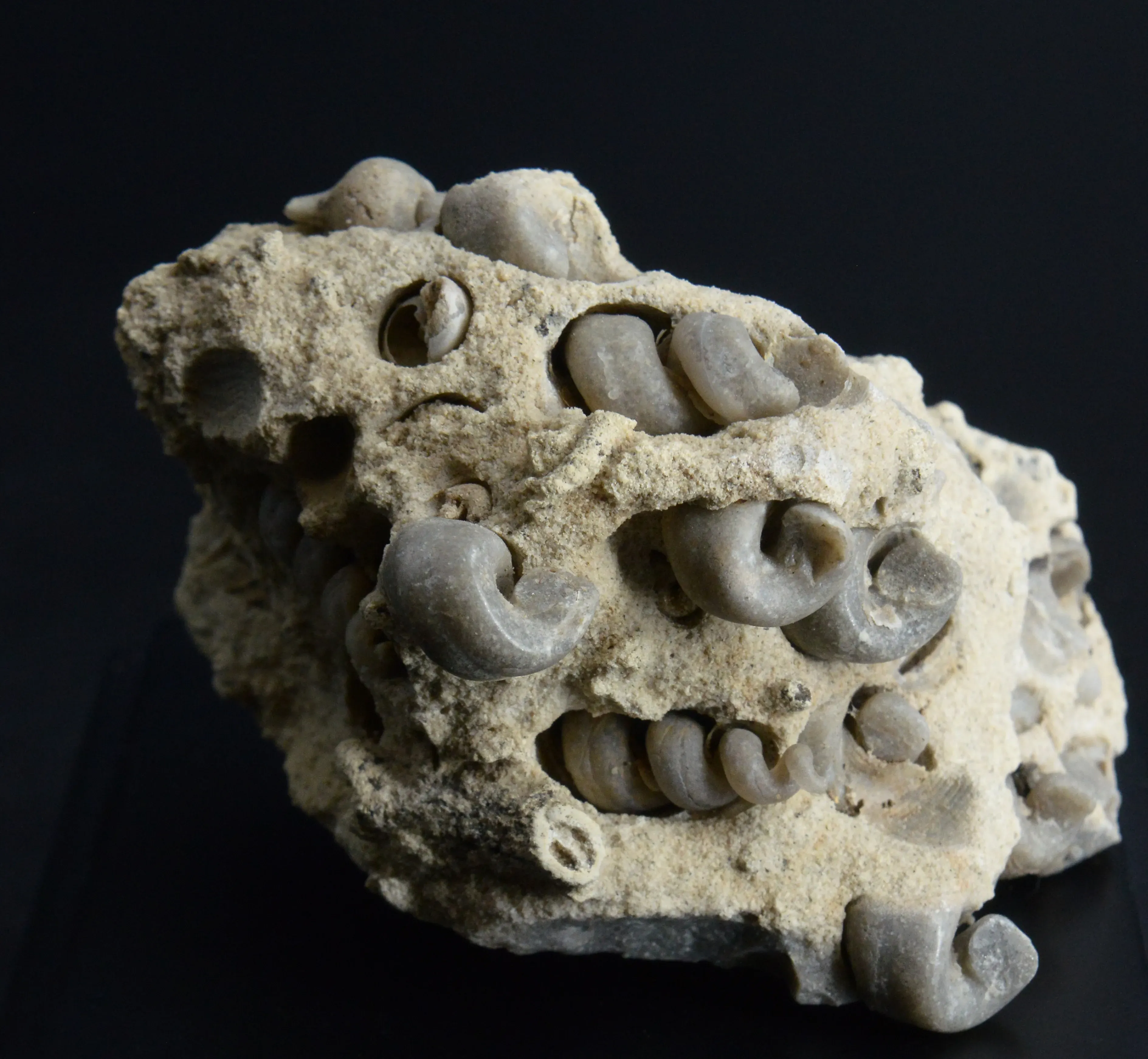 Гастроподы Haustator kamyshinnensis, Tibia volgensis