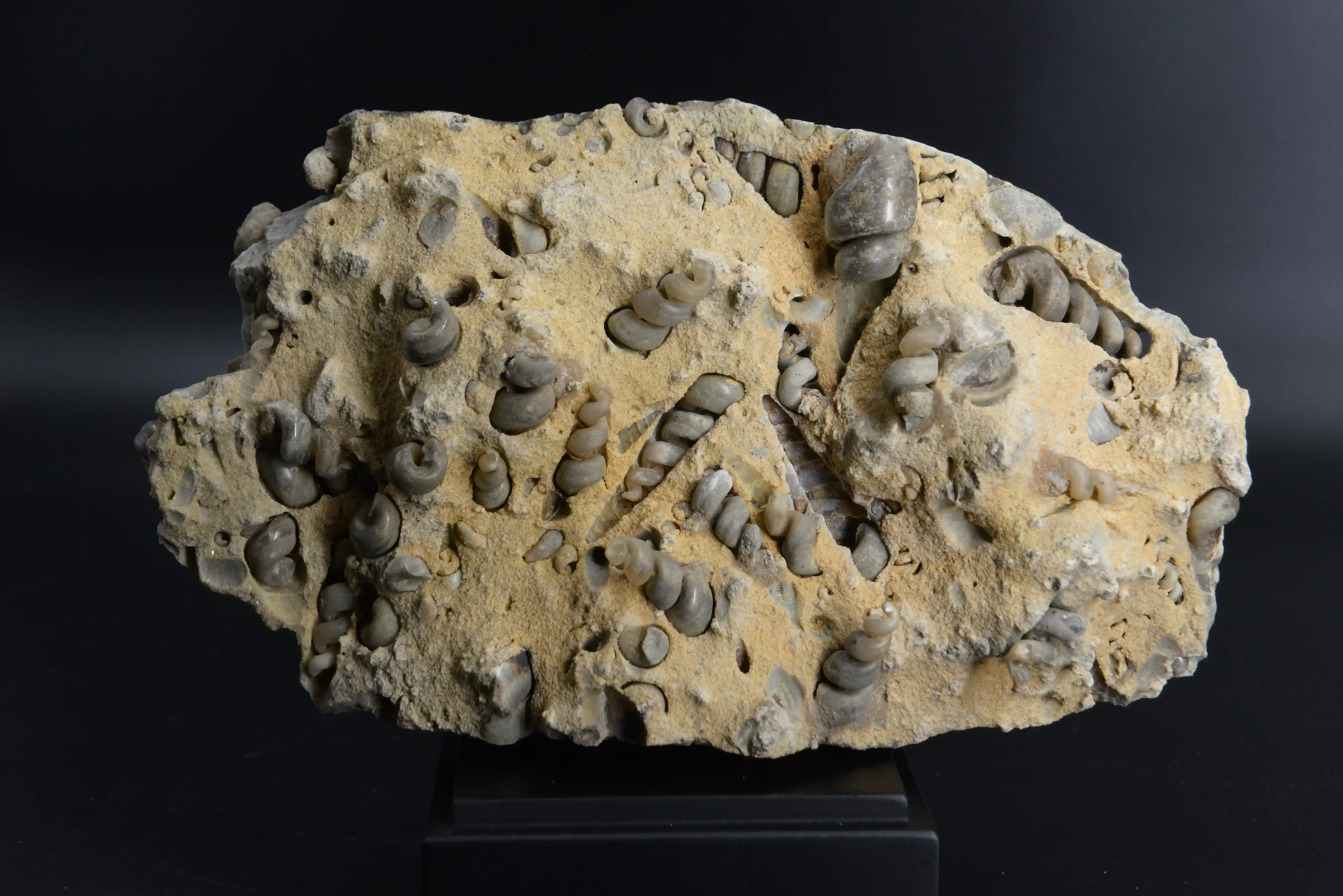 Гастроподы Haustator kamyshinnensis, Tibia volgensis