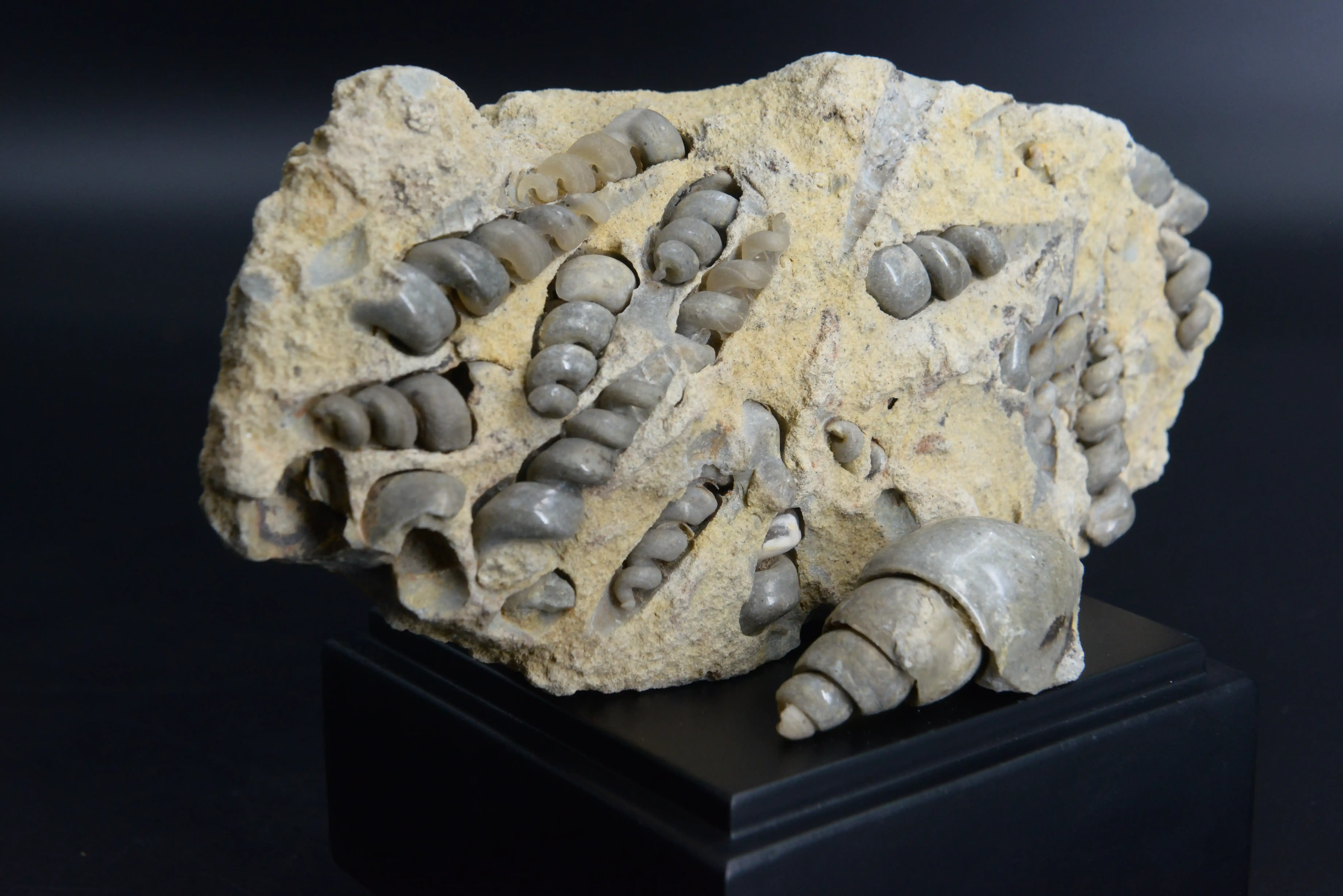 Гастроподы Haustator kamyshinnensis, Tibia volgensis