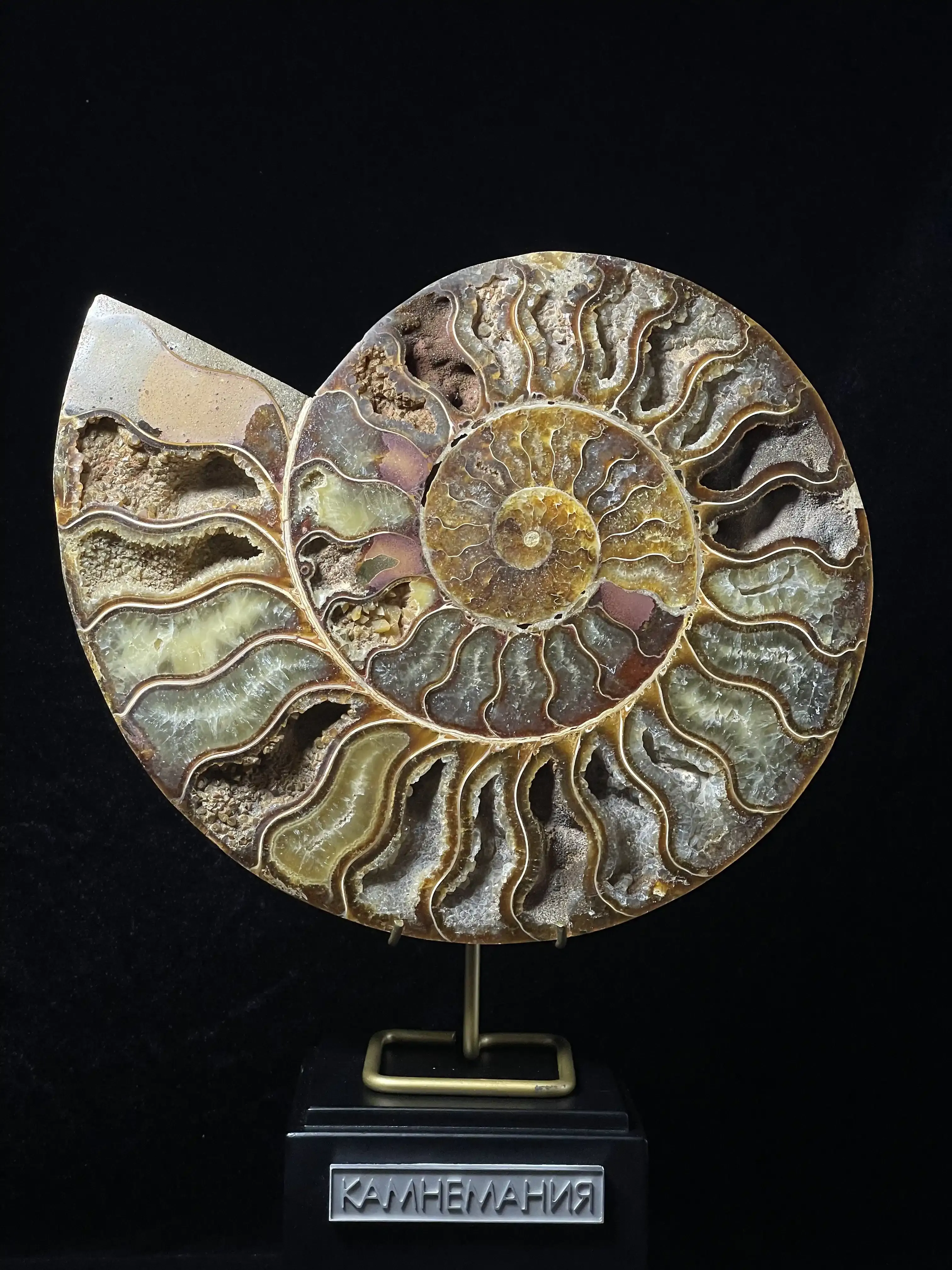 Аммонит Cleoniceras sp.