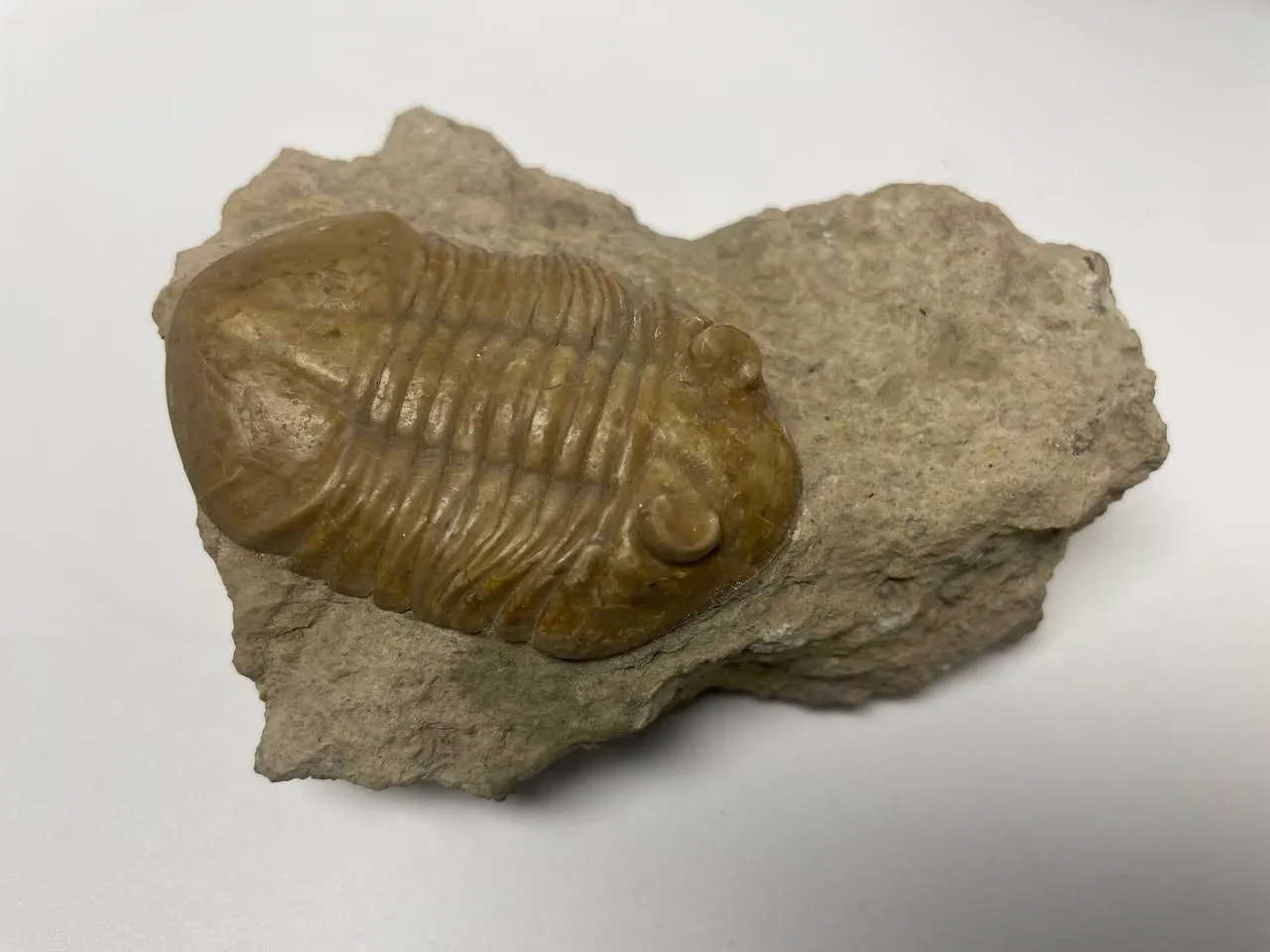 Трилобит Pseudoasaphus sp. на породе